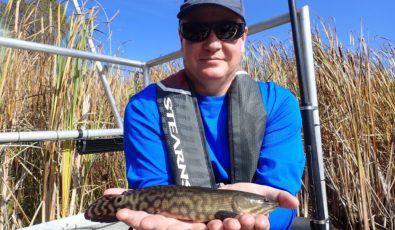 The Big Island Wetland hosts fish species of various sizes and ages.