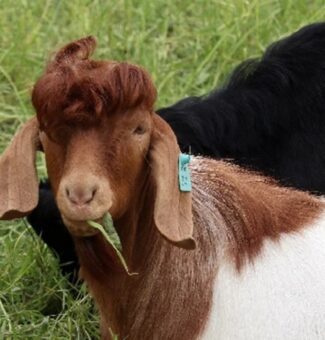 Ricardo, a one-year-old mixed Kiko and Boer goat, is among 50 or so goats helping to control vegetation around OPG's sites in Niagara. Boer goats are amazingly resourceful, rough, and resilient to parasites and predators. They also exhibit great confidence and good hair styles.