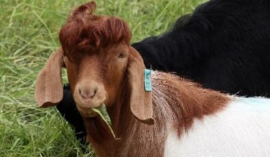 Ricardo, a one-year-old mixed Kiko and Boer goat, is among 50 or so goats helping to control vegetation around OPG's sites in Niagara. Boer goats are amazingly resourceful, rough, and resilient to parasites and predators. They also exhibit great confidence and good hair styles.