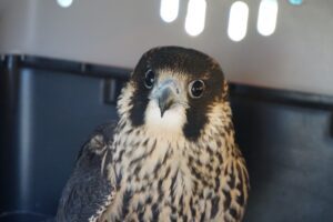 A young peregrine falcon who was found injured near an OPG site was recently released after making a full recovery.