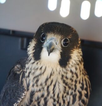 A young peregrine falcon who was found injured near an OPG site was recently released after making a full recovery.