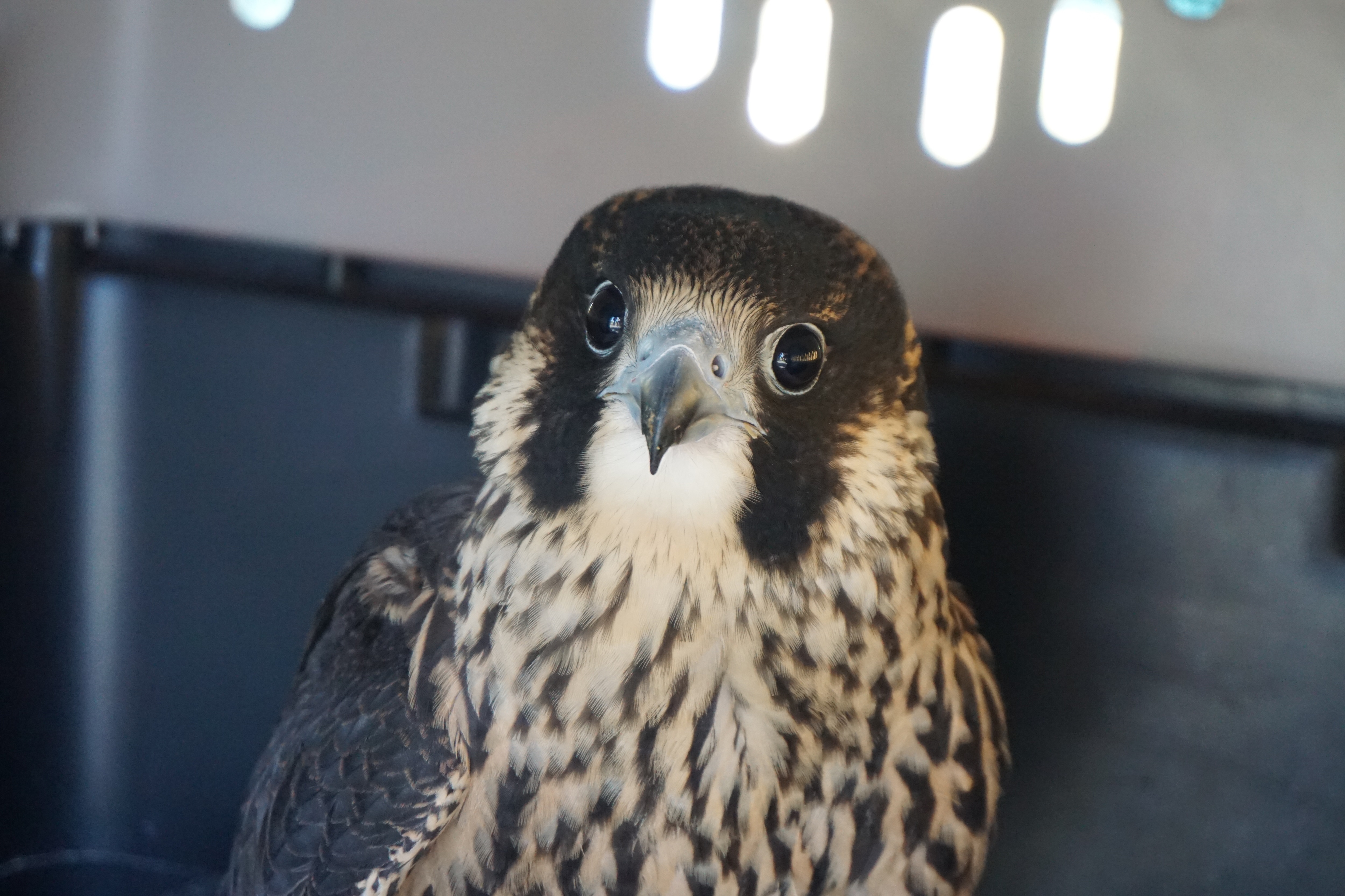 Our story  Injured peregrine falcon found at OPG site now back in the sky  – OPG