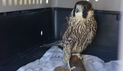 A young peregrine falcon who was found injured near an OPG site was recently released after making a full recovery.