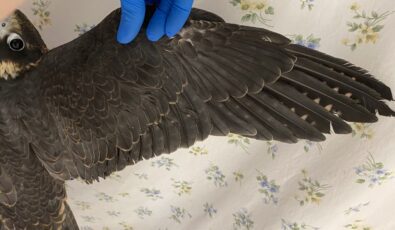 The peregrine falcon suffered an injured wing and spent the summer recovering at the Ottawa Valley Wild Bird Care Centre.