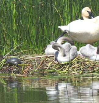 Swans and a turtle are spotted at Coots Pond at Darlington Nuclear. The site has been recertified "Gold" by the Wildlife Habitat Council.