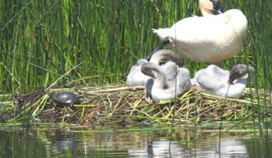 Swans and a turtle are spotted at Coots Pond at Darlington Nuclear. The site has been recertified "Gold" by the Wildlife Habitat Council.