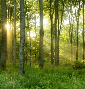 Green Natural Beech Tree Forest illuminated by Sunbeams through Trees