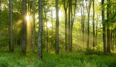 Green Natural Beech Tree Forest illuminated by Sunbeams through Trees