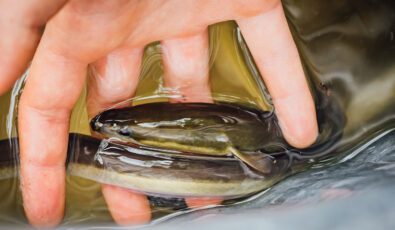 A researcher's hand holding an American Eel.