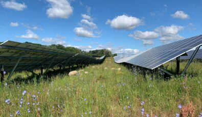 A look at some of the vegetation and weeds surrounding solar panels at Nanticoke Solar.