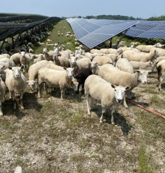 More than 600 sheep are helping to keep overgrowth in check at OPG's Nanticoke Solar facility.