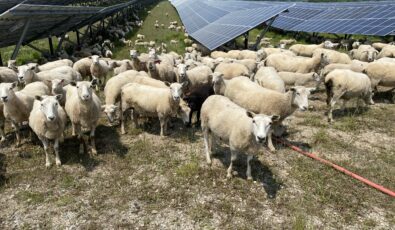 More than 600 sheep are helping to keep overgrowth in check at OPG's Nanticoke Solar facility.