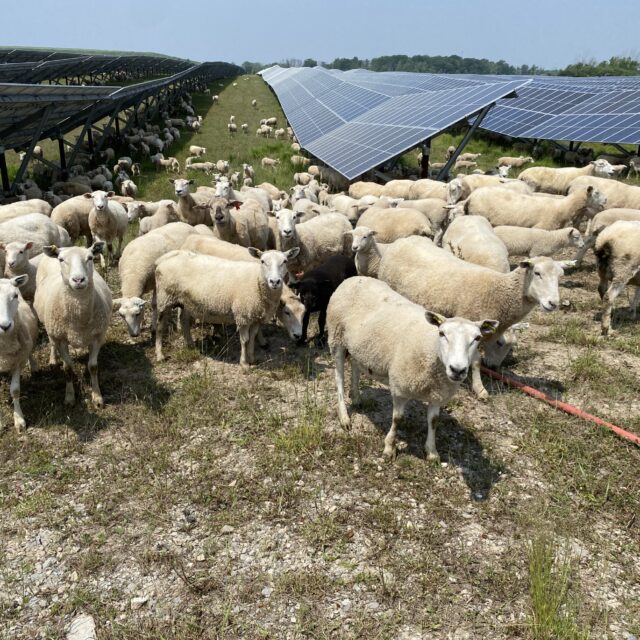 More than 600 sheep are helping to keep overgrowth in check at OPG's Nanticoke Solar facility.