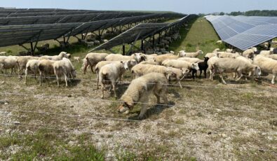 Watchful dogs help herd the sheep and protect them from predators on the site.