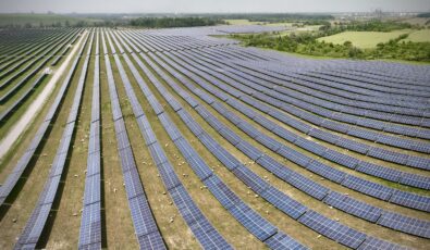 Sheep at work at OPG's sprawling Nanticoke Solar facility.