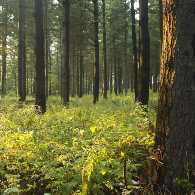 A pine forest illuminated by the evening sun.