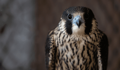 A peregrin falcon