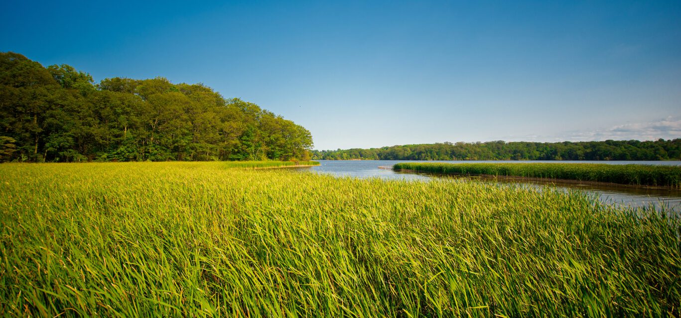 View of marshland landscape in Ontario's Royal Botanical Garden aka RBG during summer time