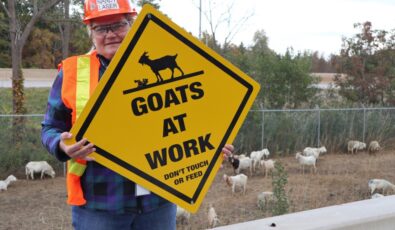 Nancy Laser, an Environmental, Chemistry, and Safety Technician with OPG, leads the goat-grazing program in Niagara.