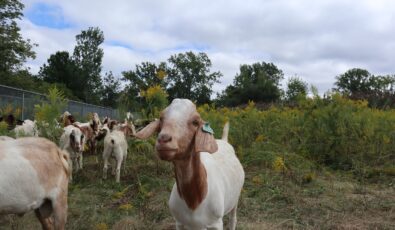 The key advantage of using goats lies in their biology, specifically, the unique enzymes in their saliva and the bacteria in their gut.