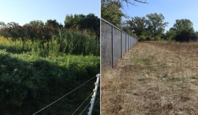 A before and after view of an OPG site that was cleared by goats.