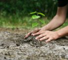 Hands planting a tree in the earth.