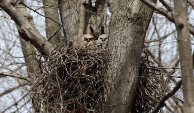 Great horned owls are spotted OPG's Nuclear Sustainability Services – Western site.