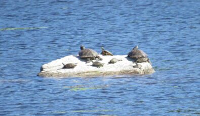 OPG has built an island to provide sandy nesting habitat for turtles in the Morris Island Conservation Area.