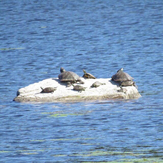 OPG has built an island to provide sandy nesting habitat for turtles in the Morris Island Conservation Area.