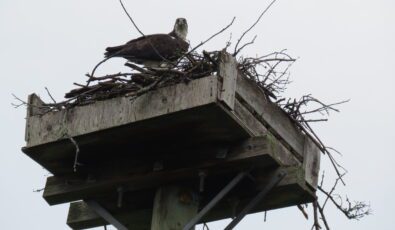 An osprey is seen at a nesting platform located at OPG's Chenaux hydro station.