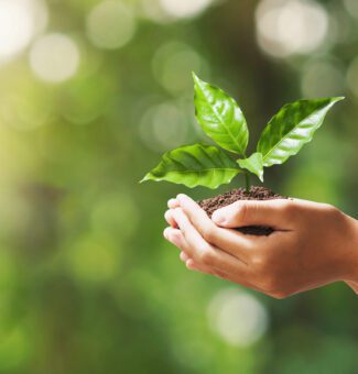 A hand holding young plant on blur green nature background. concept eco earth day.