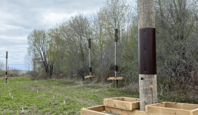 Cambium Indigenous Professional Services (CIPS) has worked to create new habitats for species at risk at OPG's Darlington New Nuclear Project site, including these bat structures.