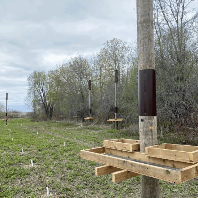 Cambium Indigenous Professional Services (CIPS) has worked to create new habitats for species at risk at OPG's Darlington New Nuclear Project site, including these bat structures.