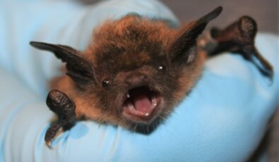 CIPS is helping to create habitats at the DNNP site for several threatened species, including bats such as the little brown myotis, pictured here.