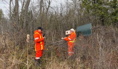 OPG workers check on a specially designed duck box set up on the wetlands near the Chats Falls hydro station.