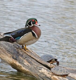 The wood duck is considered by many to be the most beautiful of North American waterfowl.