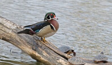 The wood duck is considered by many to be the most beautiful of North American waterfowl.